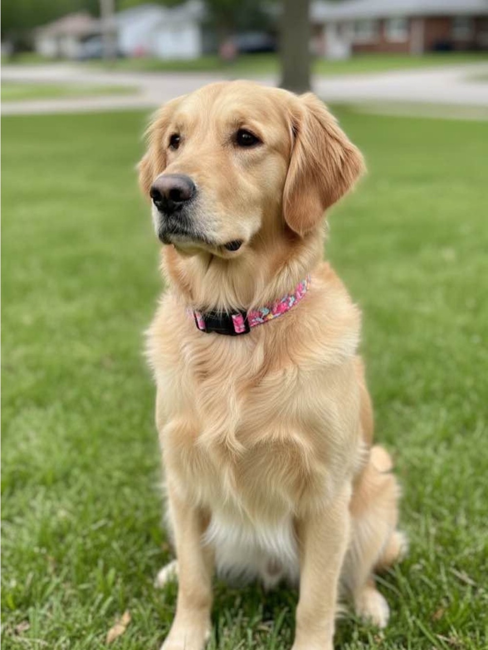 New pink dogs collar with flowers (L)